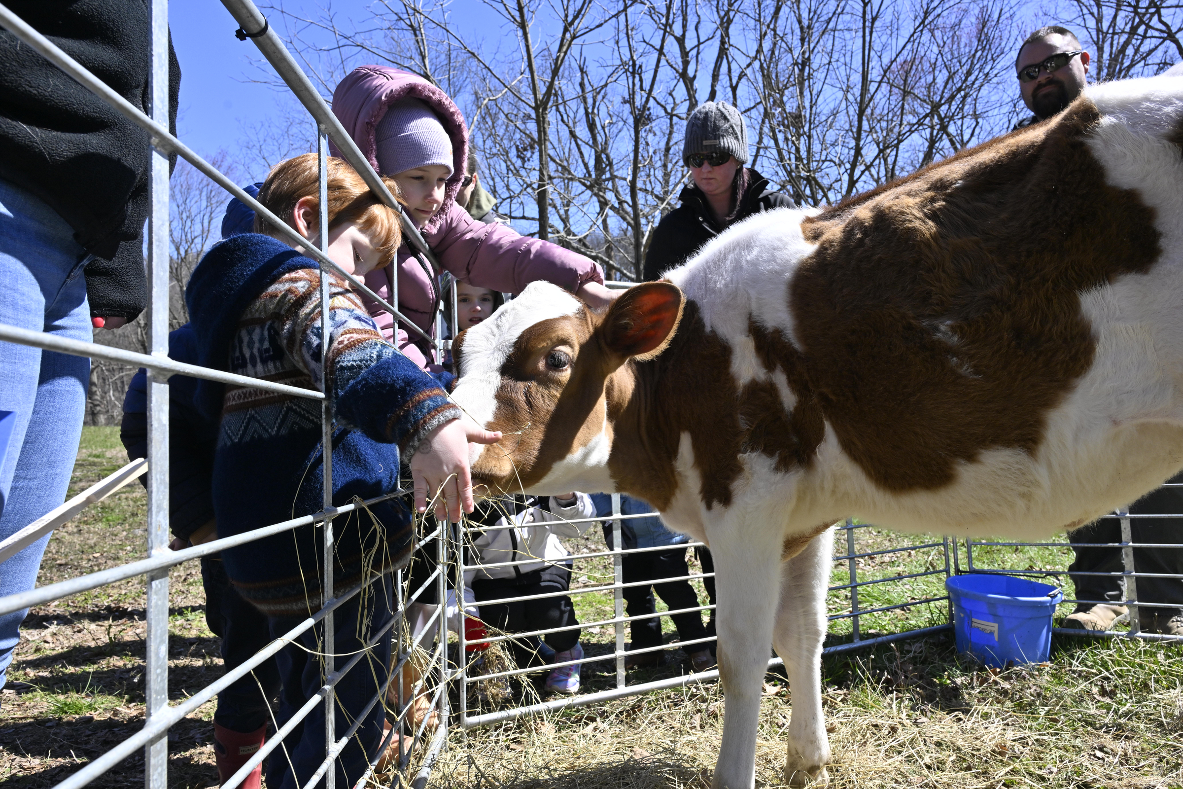 Jameson Buddemeyer, 5, feeds a calf while Grace Boylan,9, pets it on the head during the Coppermine Eggstravaganza at Cascade Park in Hampstead. (Thomas Walker/Freelance)