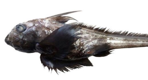 The newly discovered ghost shark species