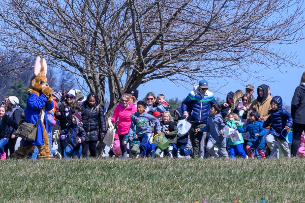 The Easter Bunny watches as children run to being searching for eggs during the Coppermine Eggstravaganza at Cascade Park in Hampstead. (Thomas Walker/Freelance)