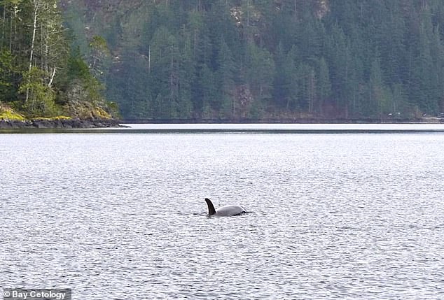 A two-year-old orca has been circling a Canadian lagoon for days, refusing to leave the area where its mother died on the shore