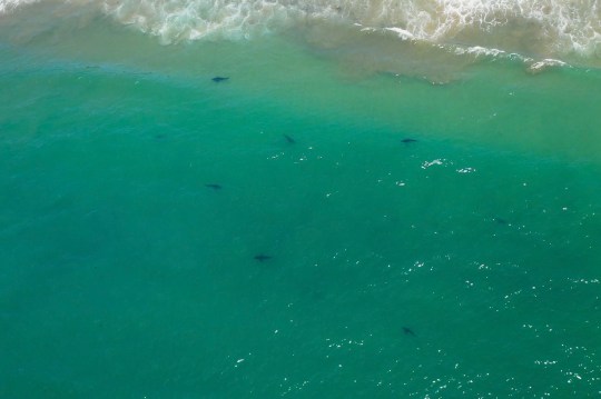 Juvenile great white sharks gathering in warm, shallow waters