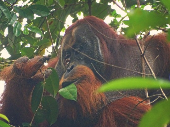 Rakus the orangutan eating a leaf