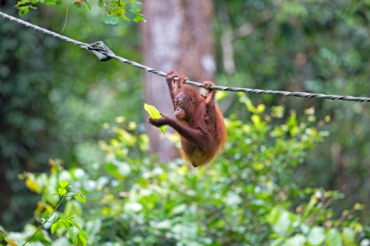 Asia, Malaysia, Borneo, Sabah, Sandakan, Sepilok Orang Utan Rehabilitation Center, Northeast Bornean orangutan (Pongo pygmaeus morio), young. (Photo by Sylvain CORDIER/Gamma-Rapho via Getty Images)
