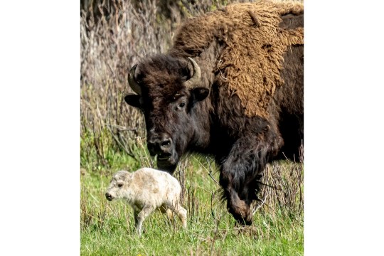 The birth fulfills a Lakota prophecy that portends better times, according to members of the American Indian tribe who cautioned that it is also a warning more must be done to protect the earth and its animals