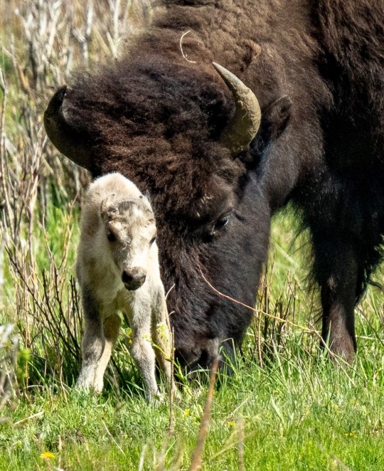 The white buffalo calf was reportedly born in Yellowstone National Park's Lamar Valley 