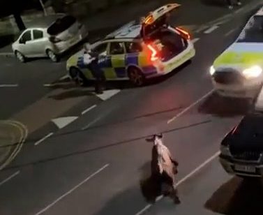 uncleared grabs - Hapless police try and stop escaped cow