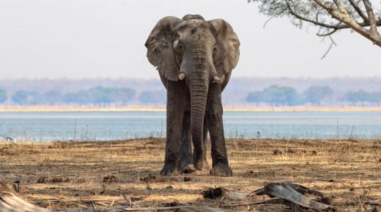 Zambia authorities said the elephant population in residential areas is growing as they search for food amid a drought 