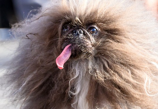 Wild Thang, a Pekingese dog, competes during the annual World's Ugliest Dog contest at the Sonoma-Marin Fair in Petaluma, California