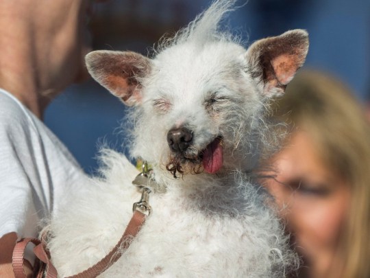 Daisy May, a 14-year-old rescue dog at the World's Ugliest Dog contest