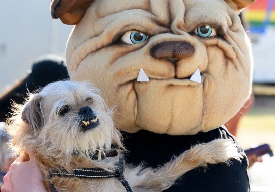 A man in a Bulldog mask holds Freddie Mercury, a 14-year-old pug/Brussels griffon mix named for his unusual set of teeth, during the annual World's Ugliest Dog contest at the Sonoma-Marin Fair in Petaluma, California, on June 21, 2024.