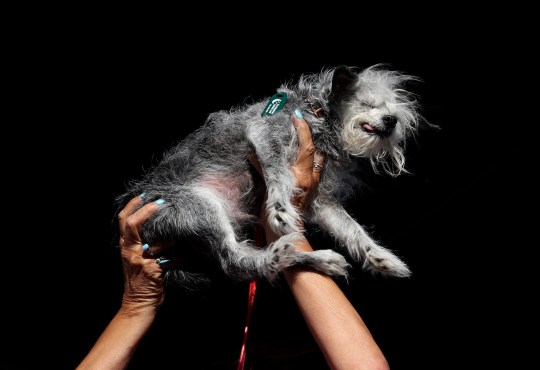 A dog named Ozzie is held up during the World's Ugliest Dog contest at the Marin-Sonoma County Fair on June 21, 2024 in Petaluma, California.