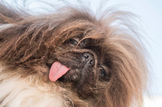 Wild Thang, a dog who won first place at the World's Ugliest Dog competition in Petaluma