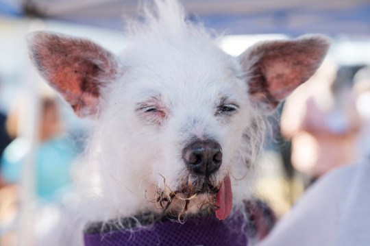 Pup Daisy Mae poses for a picture before the World's Ugliest Dog competition 