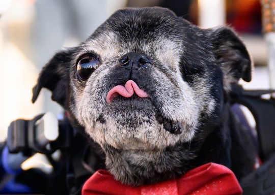 Rome, a 14-year-old Pug, competes during the annual World's Ugliest Dog contest at the Sonoma-Marin Fair 