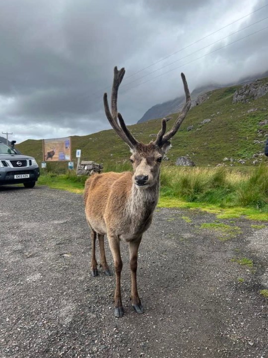 Callum the stag in a car park in Scotland