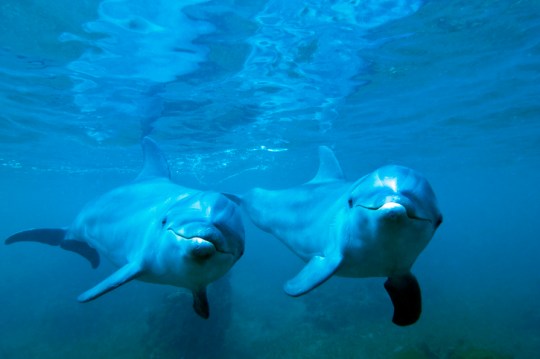 A pair of bottle-nosed dolphins