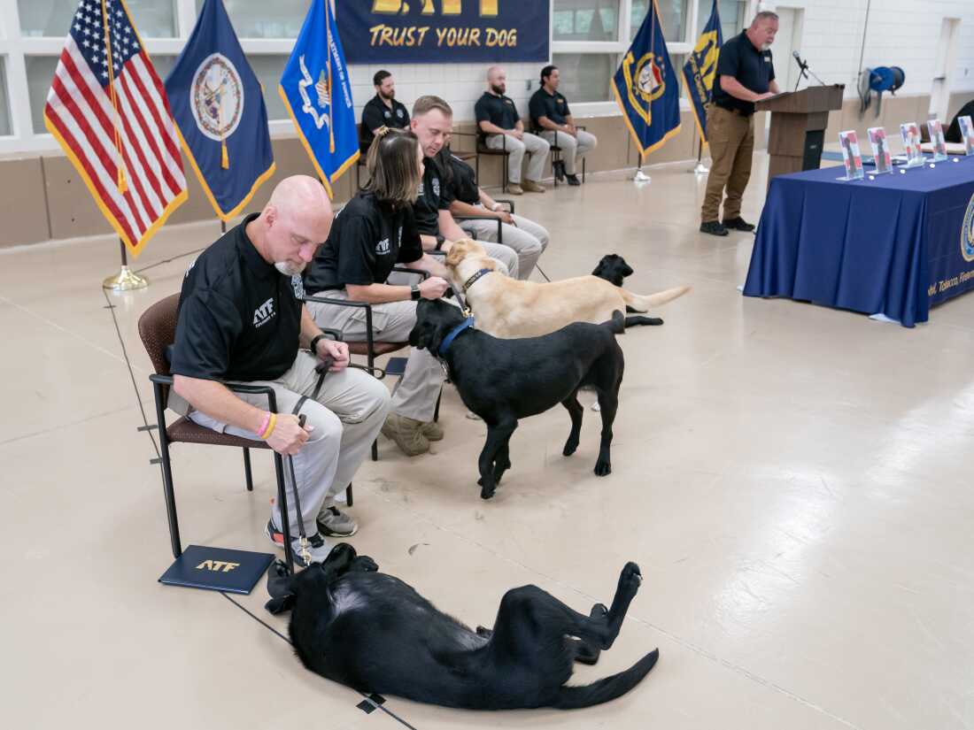 Special agent Andrew Badowski (left) looks toward his K-9, Murphy, during a graduation ceremony for Bureau of Alcohol, Tobacco, Firearms and Explosives (ATF) Special Agent Canine Handlers and their dogs at the ATF training facility in Front Royal, Va., on June 21.