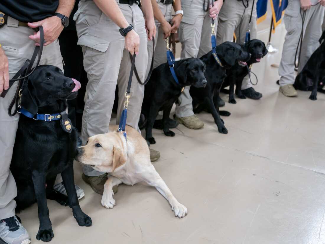 Bureau of Alcohol, Tobacco, Firearms and Explosives (ATF) Special Agent Canine Handlers wrangler their K-9s for a team photo following a graduation ceremony at the ATF training facility in Front Royal, Va., on June 21.