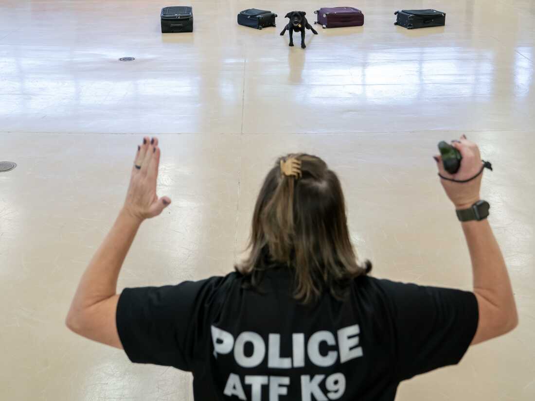 Special Agent Lindsey Bates praises her K-9, Maggie, during a demonstration of an explosives search following a graduation ceremony for Bureau of Alcohol, Tobacco, Firearms and Explosives (ATF) Special Agent Canine Handlers and their dogs at the ATF training facility in Front Royal, Va., on June 21.