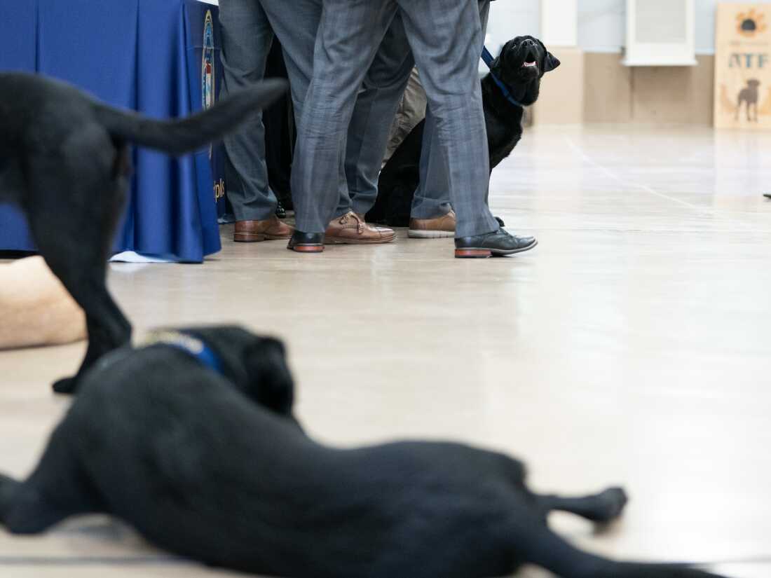 K-9 Oakley watches as his handler, Special Agent Mariah Maye, receives her certificate during a graduation ceremony for Bureau of Alcohol, Tobacco, Firearms and Explosives (ATF) Special Agent Canine Handlers and their dogs at the ATF training facility in Front Royal, Va., on Friday, June 21. (Nathan Howard for NPR)