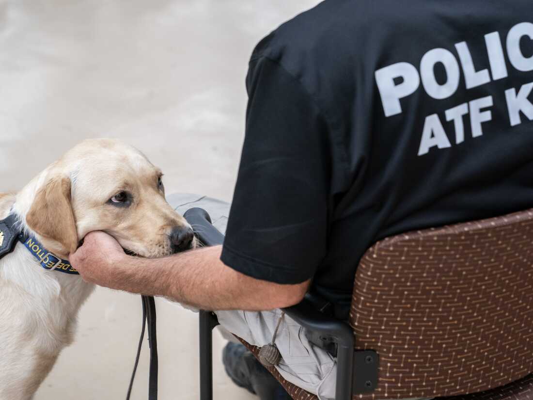 K-9 Derb looks toward her handler, Special Agent David Wiley, during a graduation ceremony for Bureau of Alcohol, Tobacco, Firearms and Explosives (ATF) special agent canine handlers and their dogs at the ATF training facility in Front Royal, Va., on Friday, June 21, 2024.