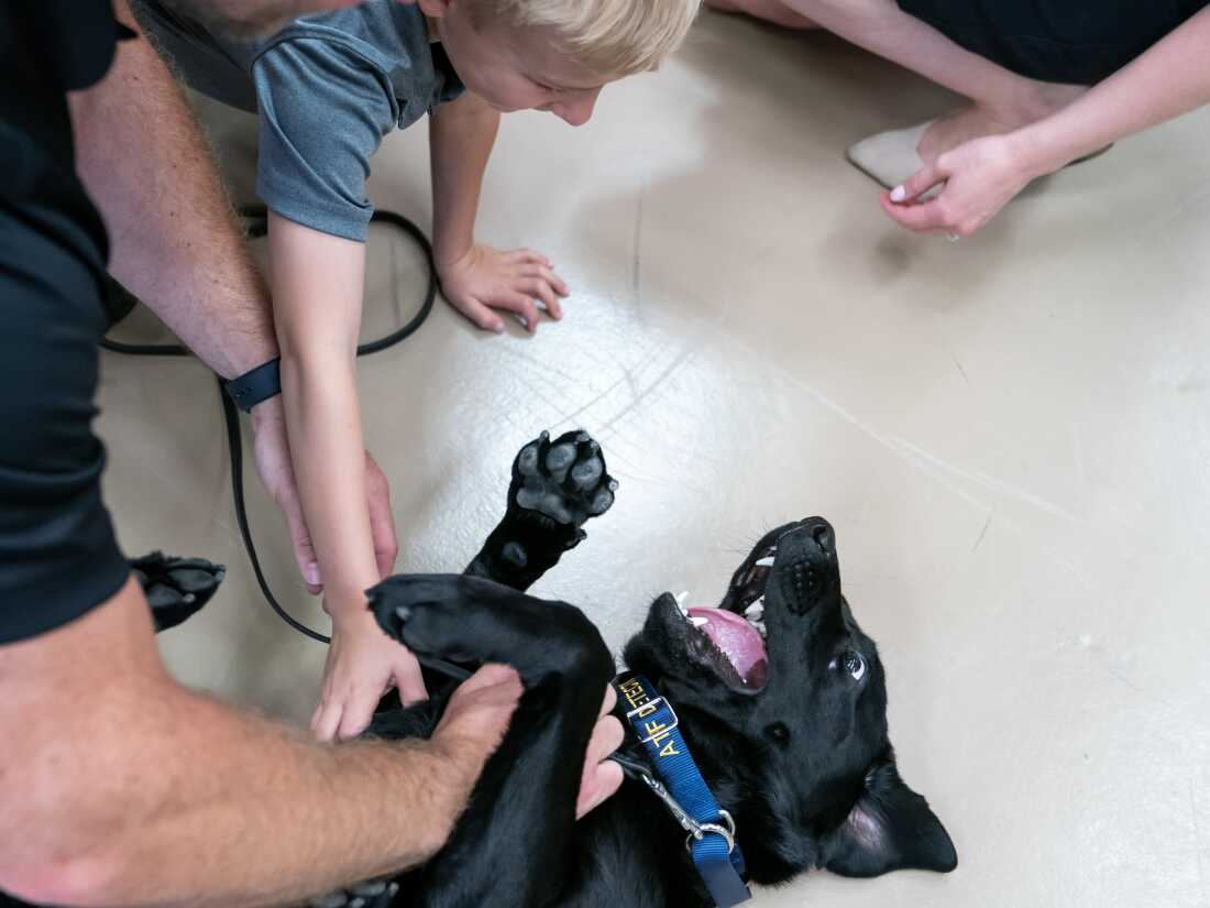 Owen Wells, 5, son of Special Agent Corey Wells, plays with his dad’s K-9, Tara, during a graduation ceremony for Bureau of Alcohol, Tobacco, Firearms and Explosives (ATF) special agent canine handlers and their dogs at the ATF training facility in Front Royal, Va., on Friday, June 21, 2024.