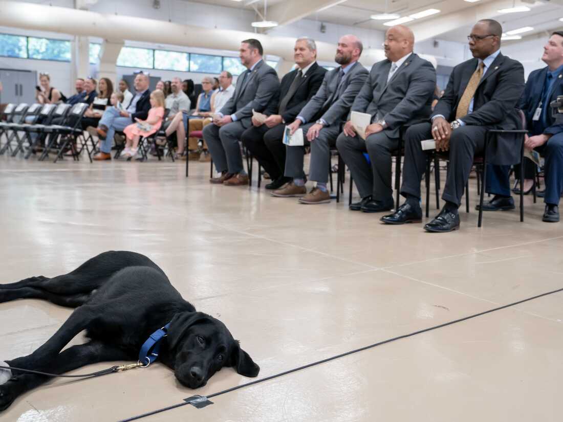 K9 Murphy rests during a graduation ceremony for Bureau of Alcohol, Tobacco, Firearms and Explosives (ATF) Special Agent Canine Handlers and their dogs at the ATF training facility in Front Royal, Virginia, on Friday, June 21, 2024.