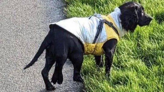 Ariel the mermaid dog, who was born with six legs, wearing a jacket on a walk. 