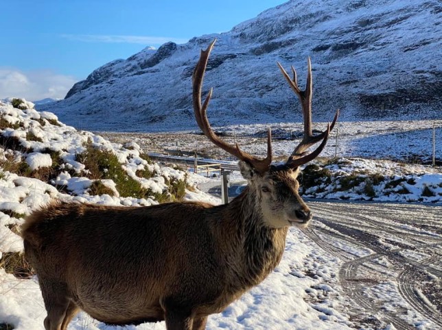 Callum the Stag, a famous red deer in the Scottish Highlands