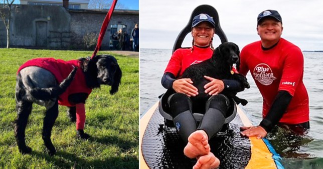 Ariel the six legged dog and image of Ariel with her new owners on a paddle board. 