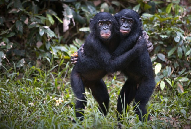 Bonobo chimpanzees hugging in the wilderness in Democratic Republic of the Congo