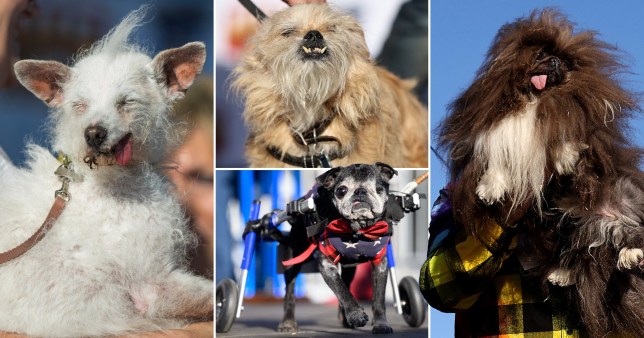 The World's Ugliest Dog contenders