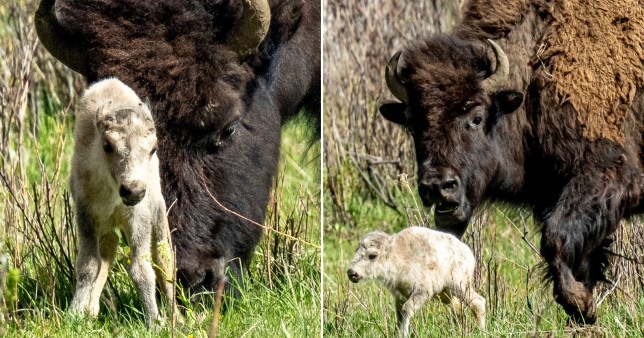 The white buffalo calf was photographed by a Yellowstone National Park visitor
