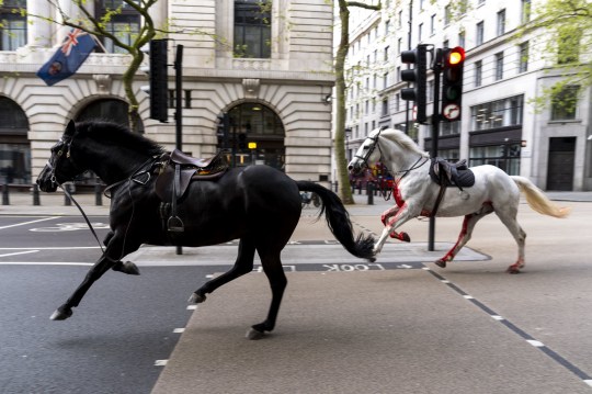 File photo dated 24/04/24 of Household Cavalry horses Trojan (Black, left) and Vida (grey) on the loose bolting through the streets of London near Aldwych. Issue date: Monday June 10, 2024. PA Photo. An animal rights group has urged the Army to withdraw three military horses, who were injured after bolting through central London, from the Trooping the Colour ceremony, saying they should be retired from duty. See PA story ROYAL Trooping. Photo credit should read: Jordan Pettitt/PA Wire