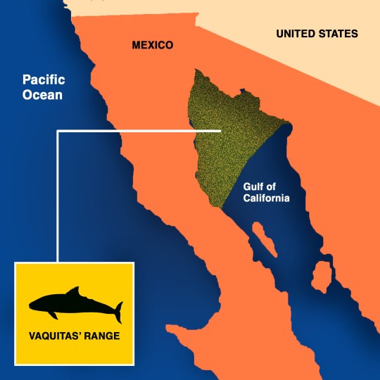 Vaquitas are only found in one place on Earth (Picture: Frank Ramspott)