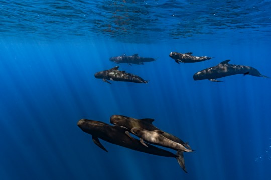 The pod of long-finned pilot whales are all dead (Picture: Getty)