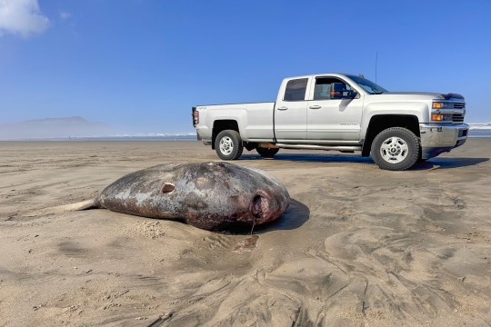 The hoodwinker sunfish has tough skin that makes it difficult for scavengers to puncture 