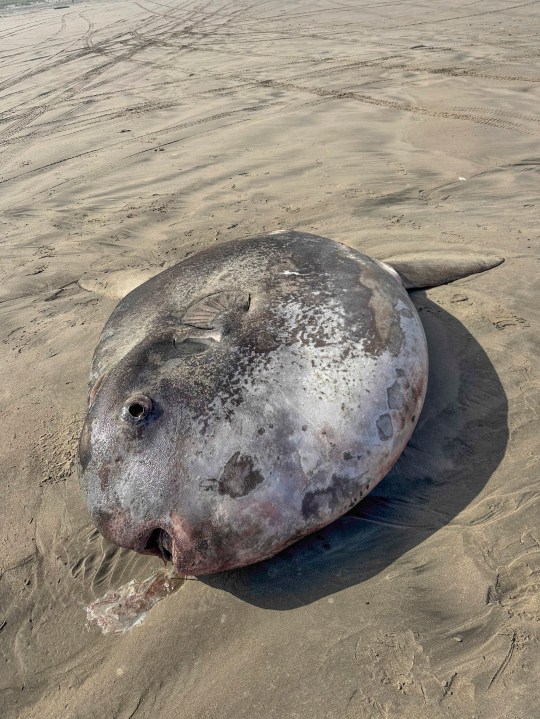 The hoodwinker sunfish was thought to only live in temperate waters in the southern hemisphere 