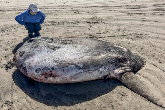 A hoodwinker sunfish that washed ashore on Gearhart Beach in Oregon on Monday