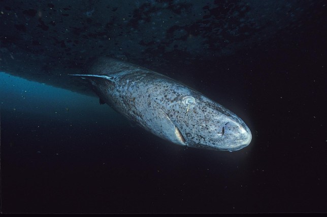 The mysterious Greenland shark