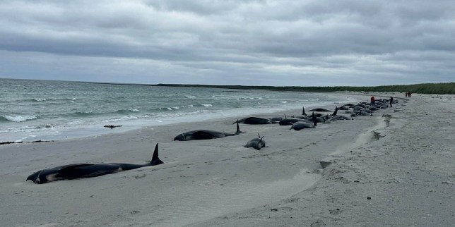 Dozens of the mammals washed up (Picture: SWNS)