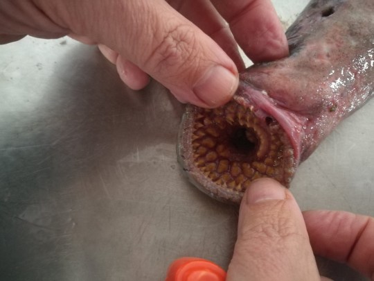 Thumbs holding open the mouth of circular teeth on a dead lamprey lying on a metal table.