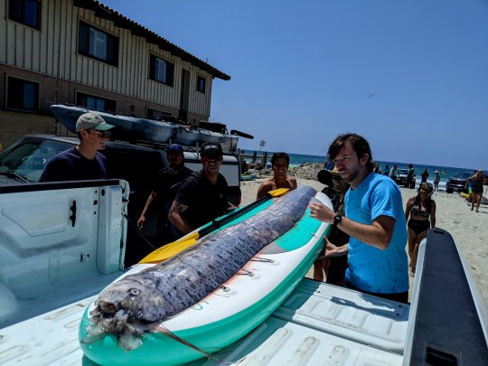 The oarfish will become part of the Marine Vertebrate Collection at Scripps Institution of Oceanography