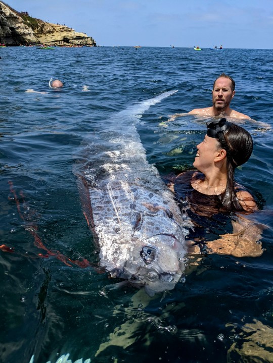 The oarfish found dead was 12 feet long