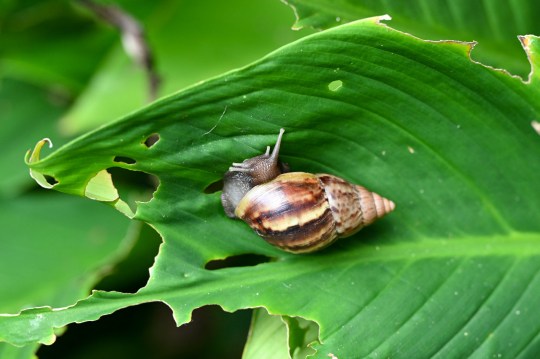 A garden snail crawls on a leave at Garden by the Bay in Singapore on February 2, 2023. (Photo by Roslan RAHMAN / AFP) (Photo by ROSLAN RAHMAN/AFP via Getty Images)