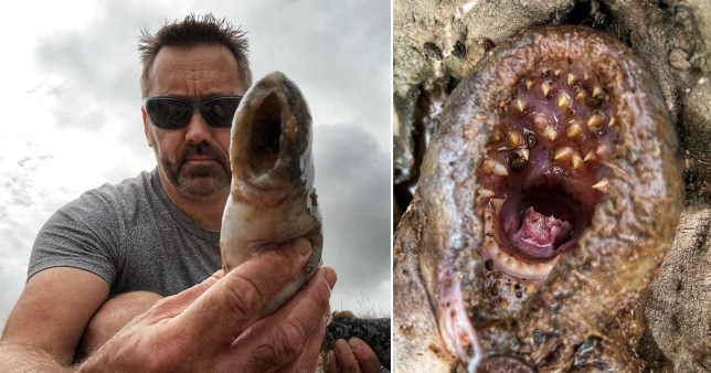 Man in sunglasses holds up a slimy eel-like fish with circular rows of jagged teeth.