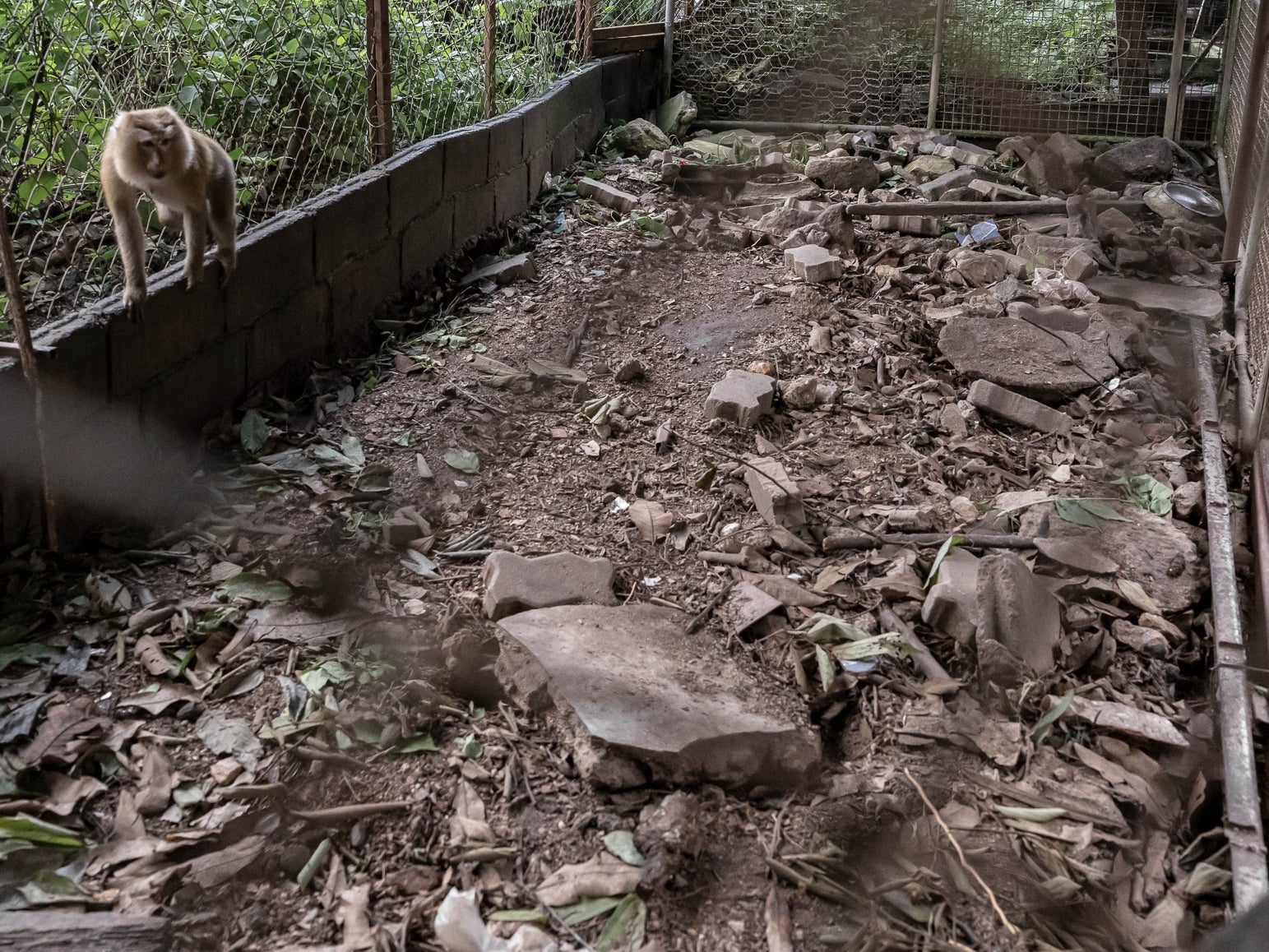 The floors of many cages were covered with dry, barren materials including concrete blocks