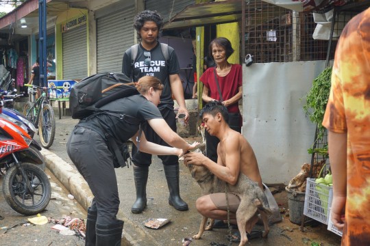 WEEKEND: Flooding caused by Super Typhoon Gaemi leaves countless dogs 'homeless, malnourished, suffering from worms and mange'