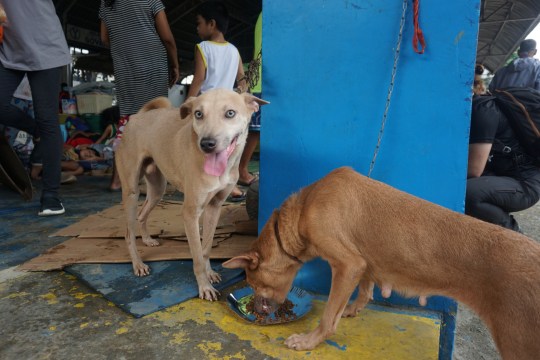 WEEKEND: Flooding caused by Super Typhoon Gaemi leaves countless dogs 'homeless, malnourished, suffering from worms and mange'