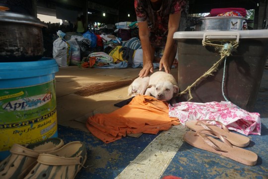 WEEKEND: Flooding caused by Super Typhoon Gaemi leaves countless dogs 'homeless, malnourished, suffering from worms and mange'